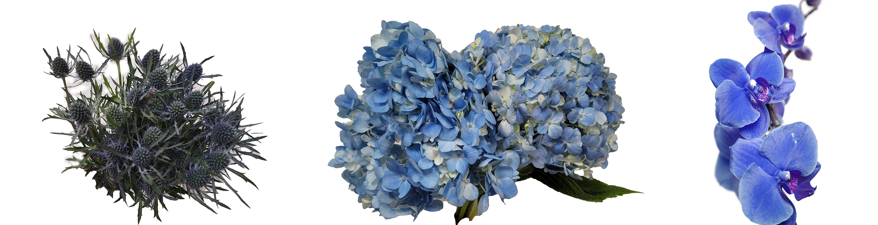 Blue Hydreangeas - Eryngium - Orchids-1