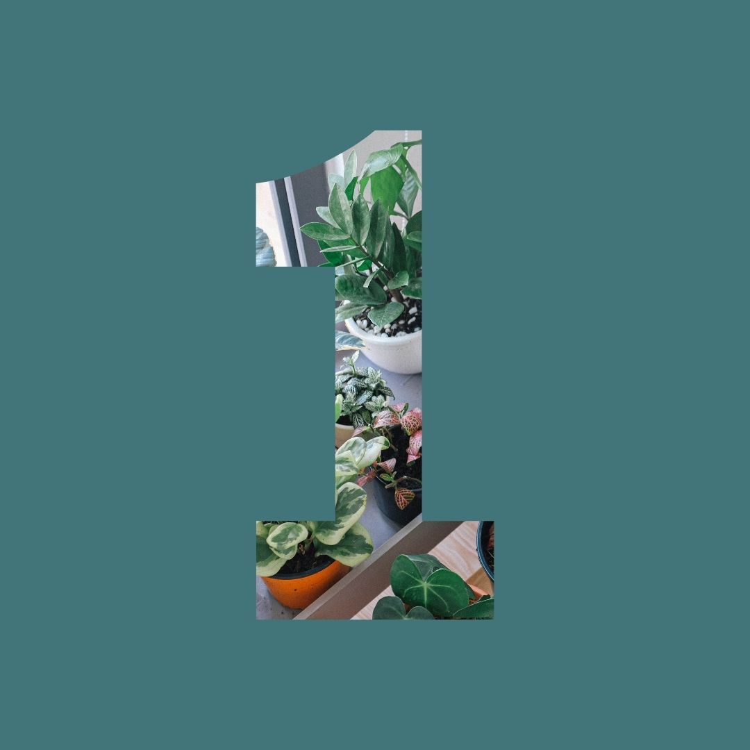 FTF_Home Is Where Your Plants Are_Series 11_2