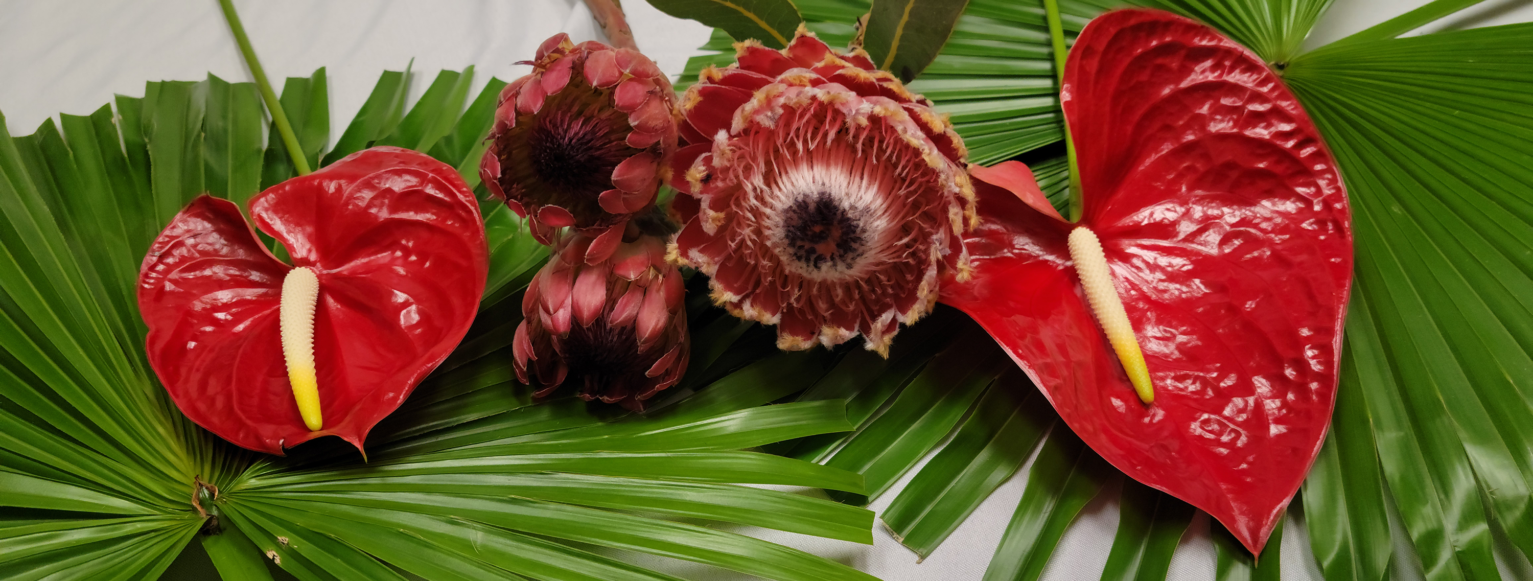 Protea-Sun Palm