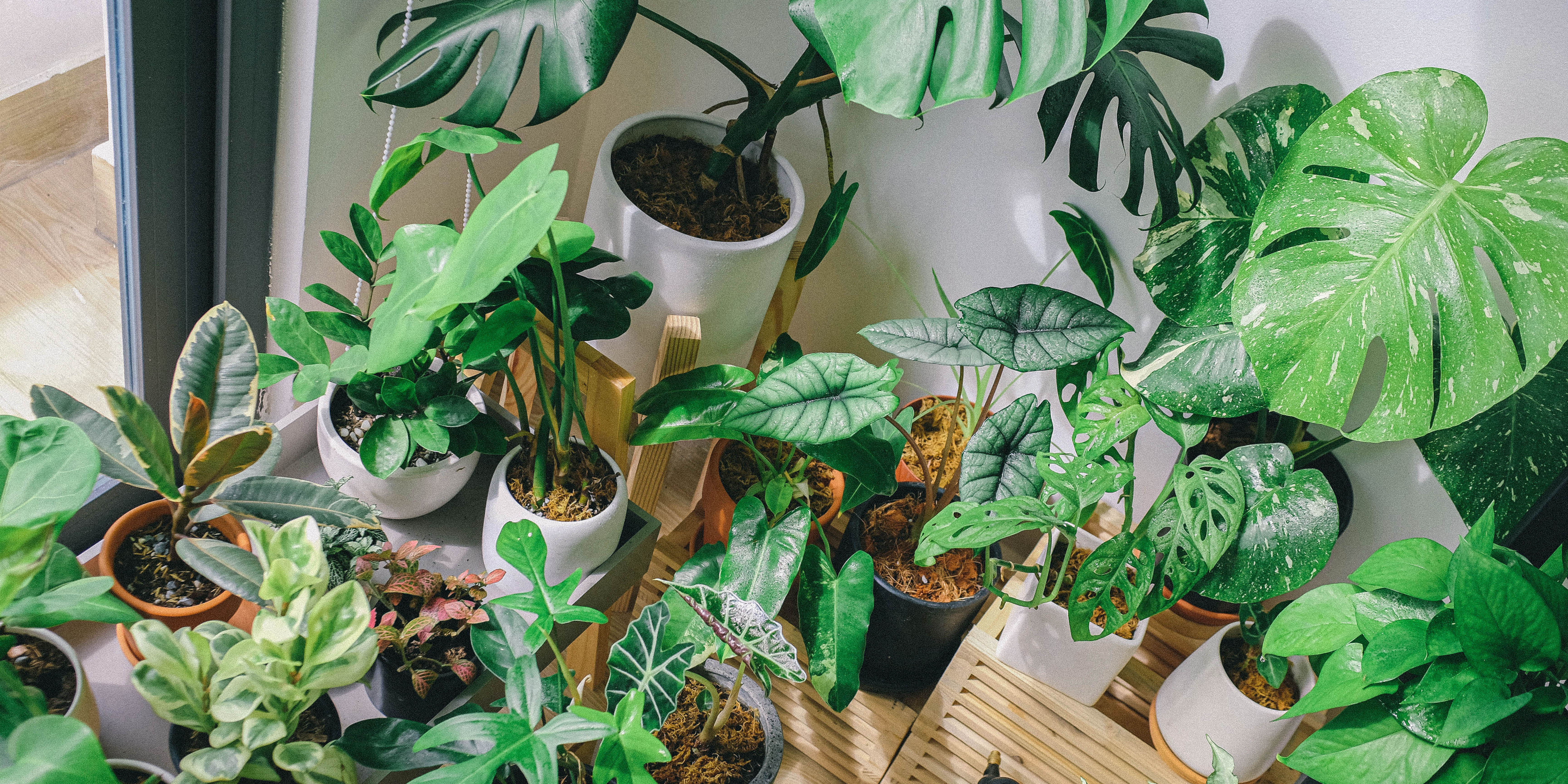 How Florists Can Thrive in the Growing Indoor Plant Market