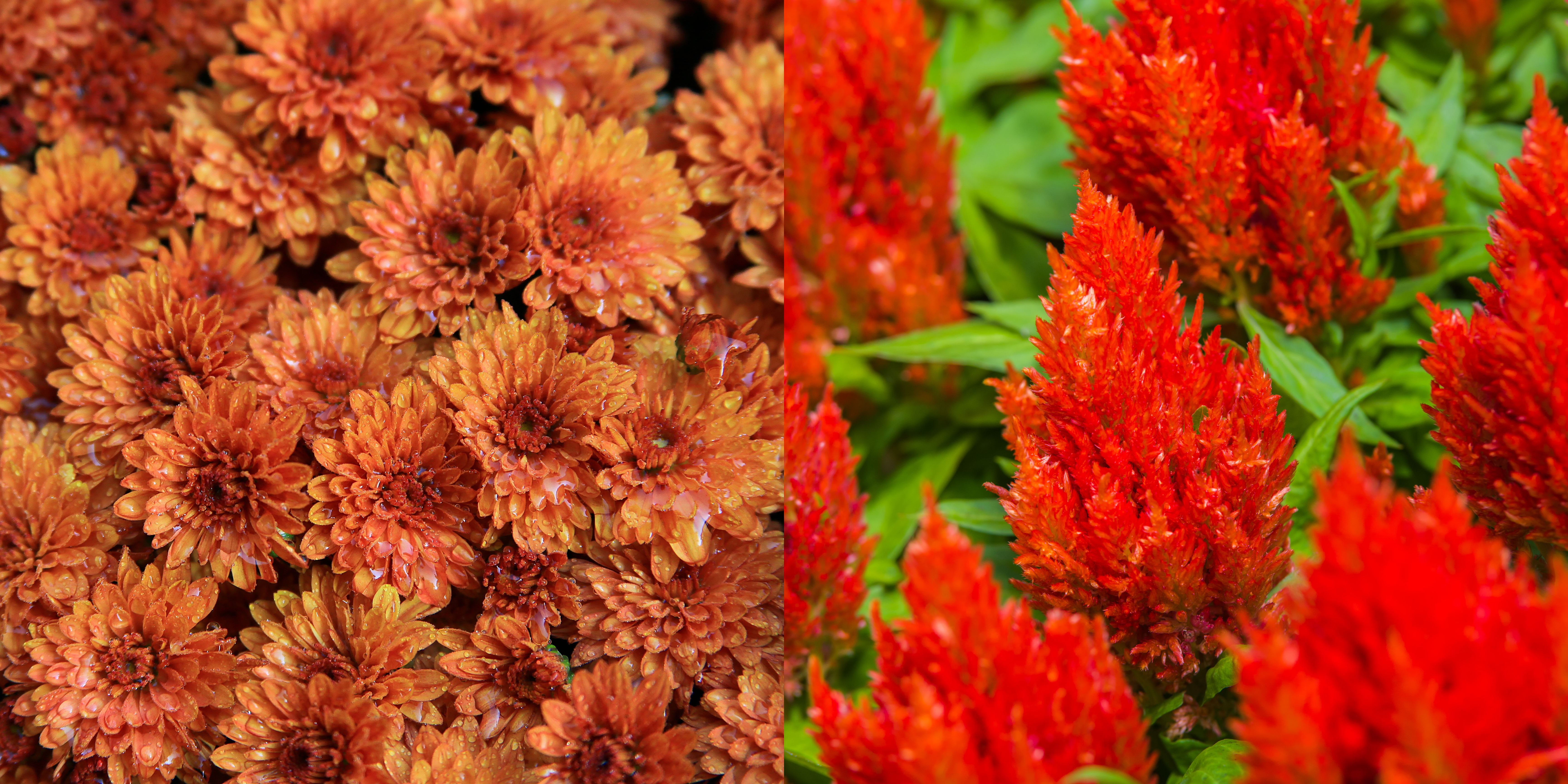 Untitled design (22)-1