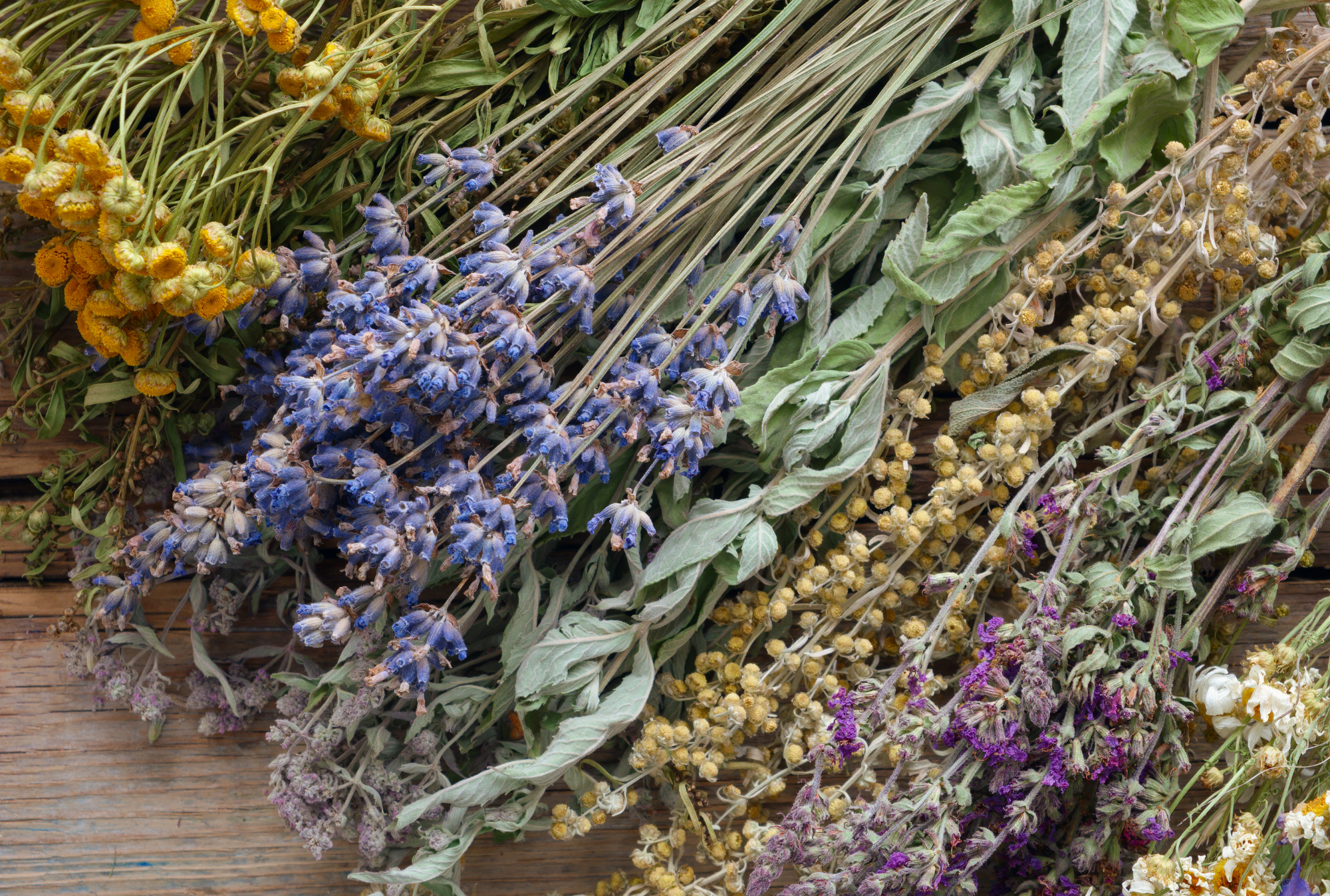 Blooming Wellness: Embrace the Healing Properties of Floral Therapy