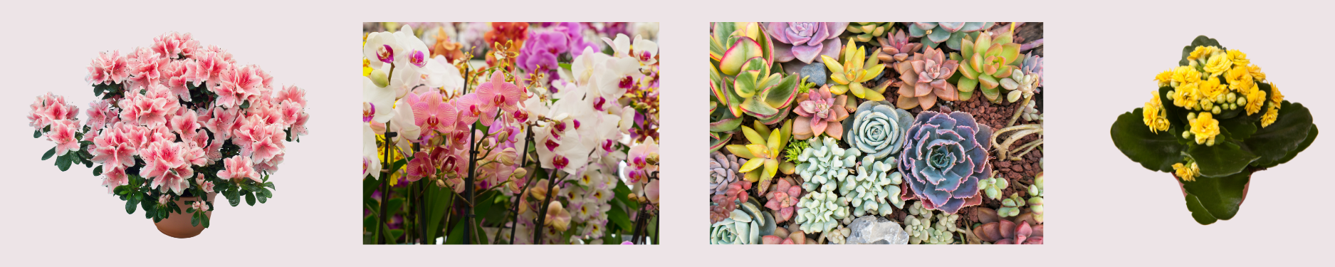 Vday Hero Banner - Plants