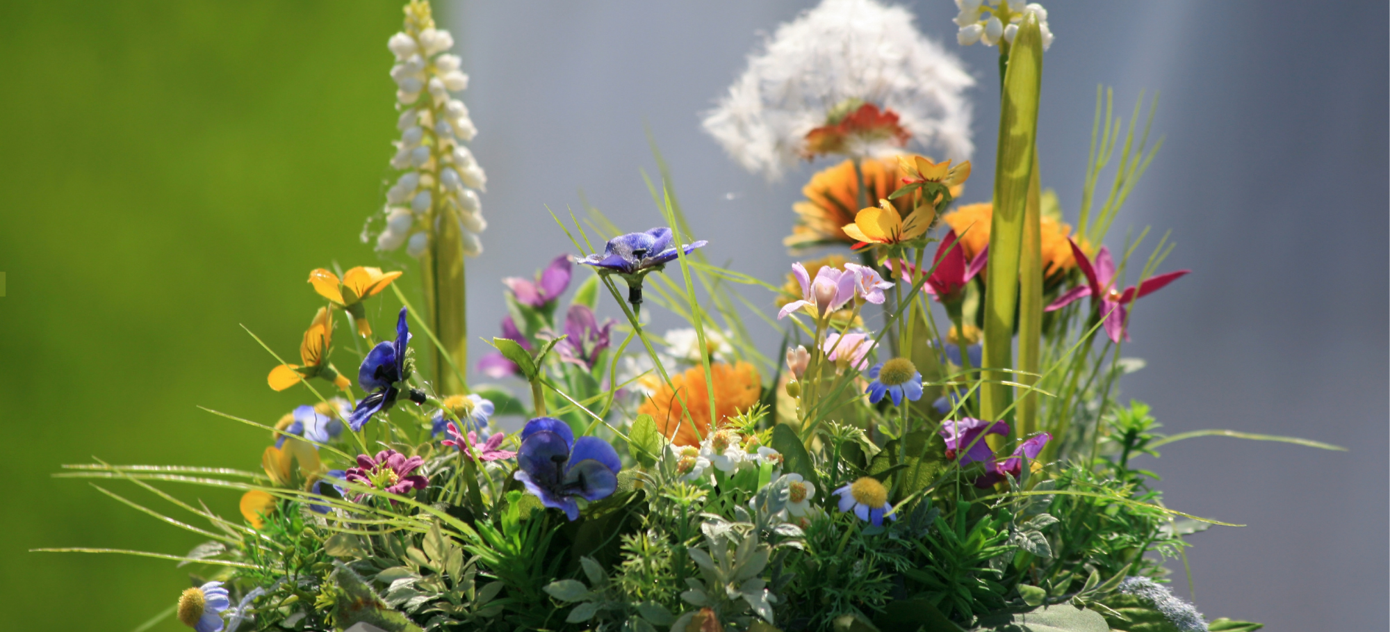 Why Wildflowers Are Having Their Moment